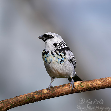 692 Gray-and-gold tanager (Poecilostreptus palmeri) - Ecuador