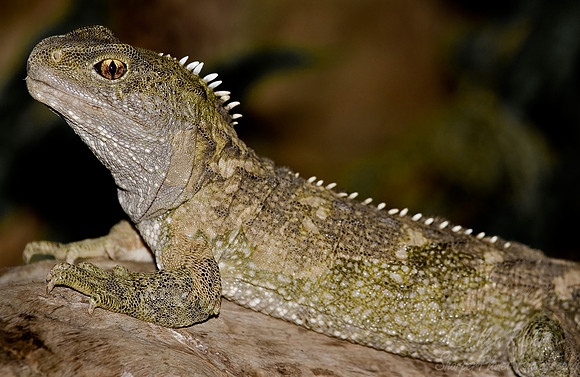 019_Tuatara Lizard_New Zeeland