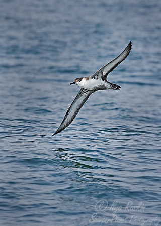 041 Greater Shearwater (Puffinus gravis) - Machias Seal Island Canada