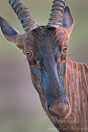 098 Topi (Damaliscus korrigum) Masai Mara Kenya