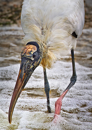 119 Wood Stork (Mycteria americana) FL