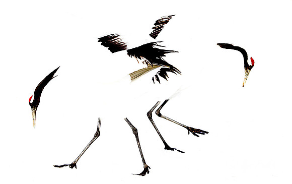 086 Red-crowned Cranes (Grus japonensis) - Hokkaido Japan