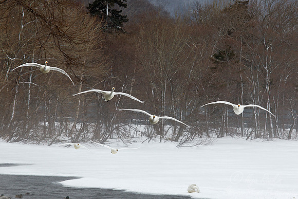 089 Whooper Swans (Cygnus cygnus) - Hokkaido Japan