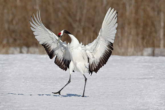 067 Red-crowned Crane (Grus japonensis) - Hokkaido Japan