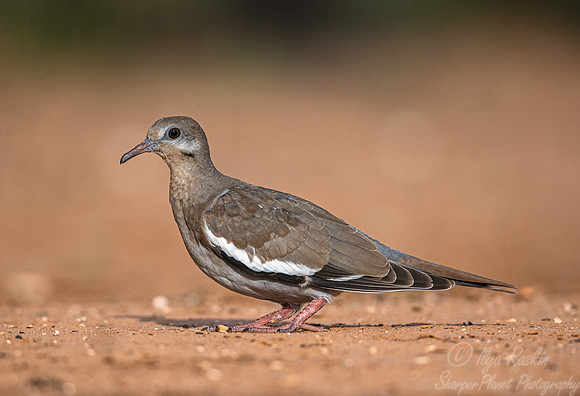 101 White-winged dove (Zenaida asiatica) - TX