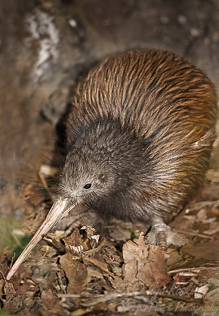 010 Kiwi_New Zealand
