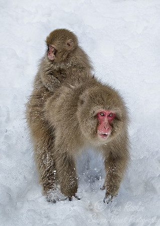 048 Japanese macaques (Snow monkeys)(Macaca fuscata) - Nagano Japan