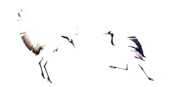 073 Red-crowned Cranes (Grus japonensis) - Hokkaido Japan