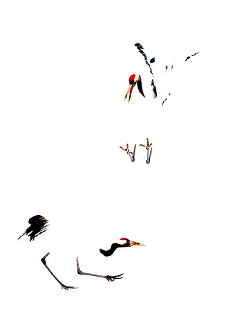 083 Red-crowned Cranes (Grus japonensis) - Hokkaido Japan