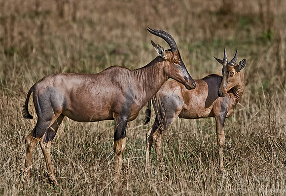 040_Tsessebe_Tanzania