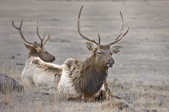 017_Elk (Cervus canadensis)_Yellowstone