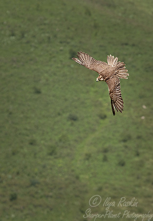 034 Saker Falcon (Falco cherrug) - Kazakhstan
