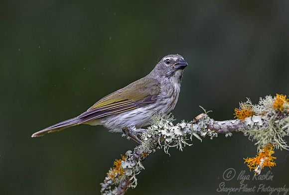 526 Streaked saltator (Saltator striatipectus) - Colombia cloud forest