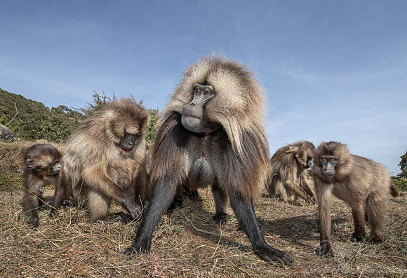 151 Geladas (Theropithecus gelada) - Simeon Mountains NP Ethiopia