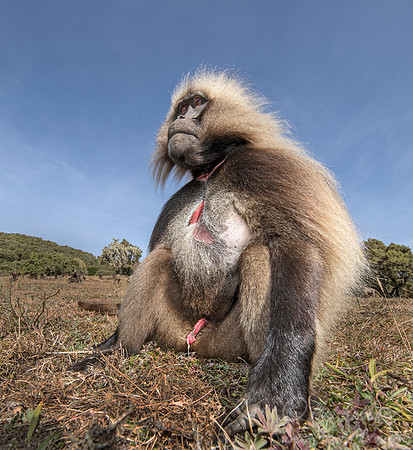152 Gelada (Theropithecus gelada) - Simeon Mountains NP Ethiopia