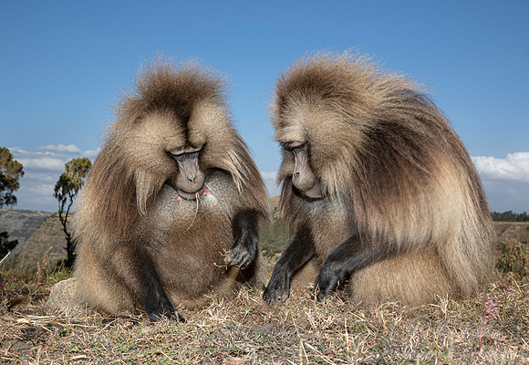 154 Geladas (Theropithecus gelada) - Simeon Mountains NP Ethiopia