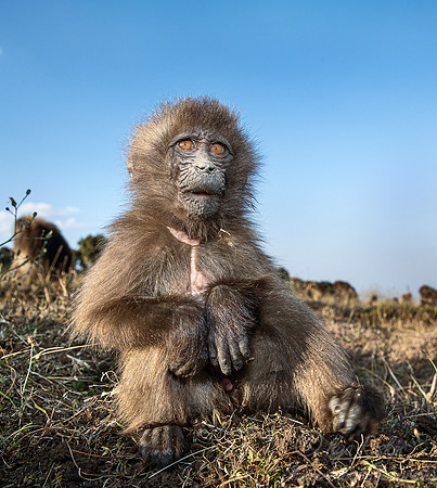 155 Young gelada (Theropithecus gelada) - Simeon Mountains NP Ethiopia