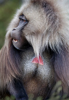 2020 Ethiopia Gelada monkeys