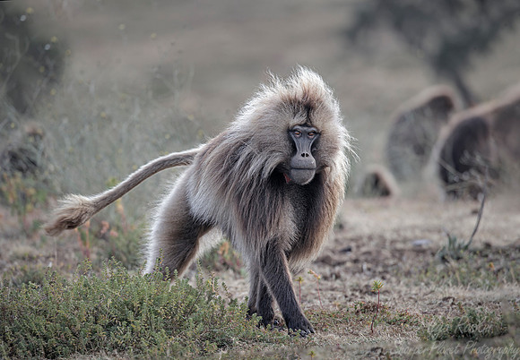 160 Gelada (Theropithecus gelada) - Simeon Mountains NP Ethiopia