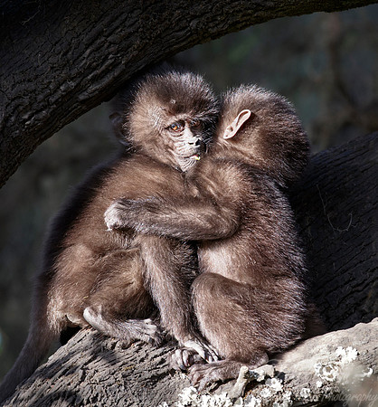 165 Geladas young (Theropithecus gelada) - Simeon Mountains NP Ethiopia