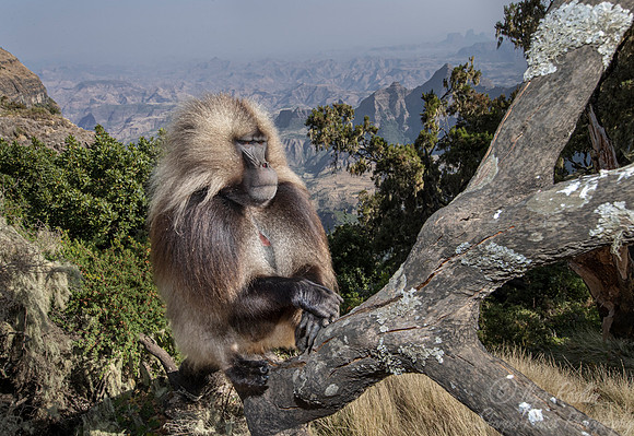 150 Gelada (Theropithecus gelada) - Simeon Mountains NP Ethiopia