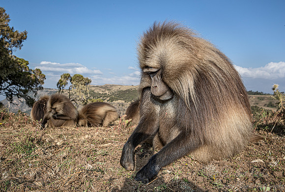 153 Geladas (Theropithecus gelada) - Simeon Mountains NP Ethiopia