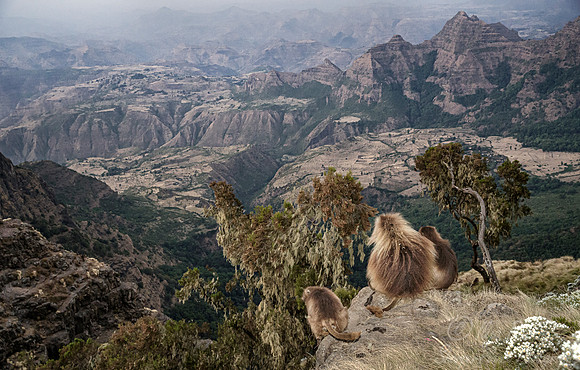 158 Geladas (Theropithecus gelada) - Simeon Mountains NP Ethiopia