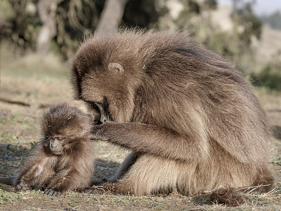 162 Geladas (Theropithecus gelada) - Simeon Mountains NP Ethiopia