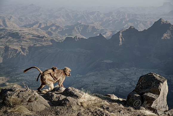 168 Geladas (Theropithecus gelada) - Simeon Mountains NP Ethiopia