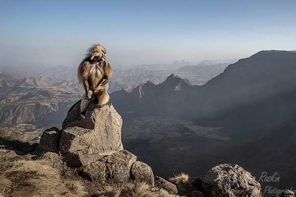 170 Gelada (Theropithecus gelada) - Simeon Mountains NP Ethiopia