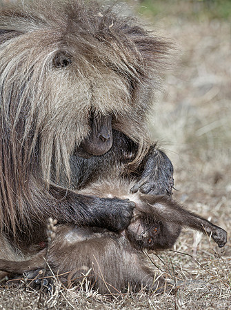 171 Geladas (Theropithecus gelada) - Simeon Mountains NP Ethiopia