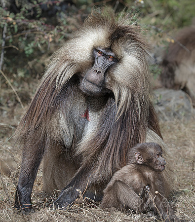 172 Geladas (Theropithecus gelada) - Simeon Mountains NP Ethiopia