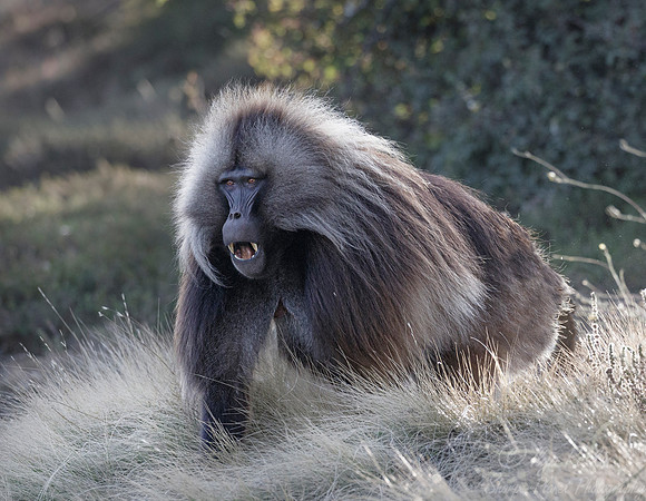 173 Gelada (Theropithecus gelada) - Simeon Mountains NP Ethiopia