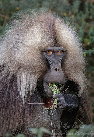 175 Gelada (Theropithecus gelada) - Simeon Mountains NP Ethiopia