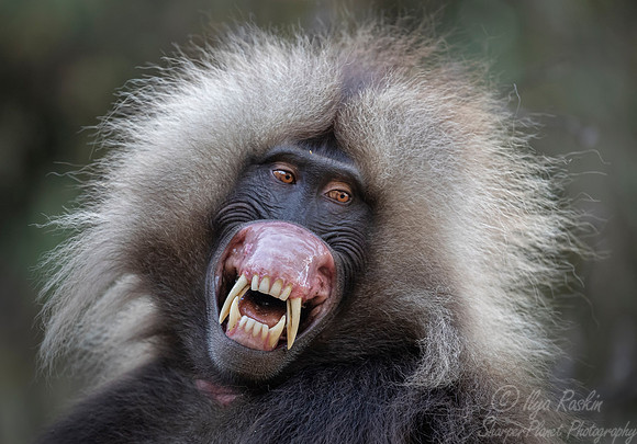 176 Gelada (Theropithecus gelada) - Simeon Mountains NP Ethiopia