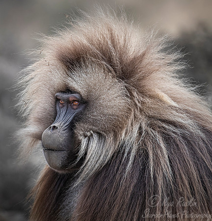 177 Gelada (Theropithecus gelada) - Simeon Mountains NP Ethiopia