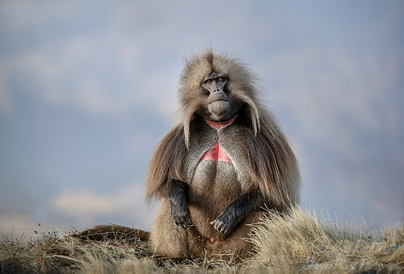178 Gelada (Theropithecus gelada) - Simeon Mountains NP Ethiopia