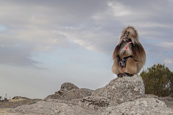 179 Gelada (Theropithecus gelada) - Simeon Mountains NP Ethiopia