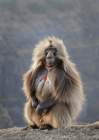 180 Gelada (Theropithecus gelada) - Simeon Mountains NP Ethiopia