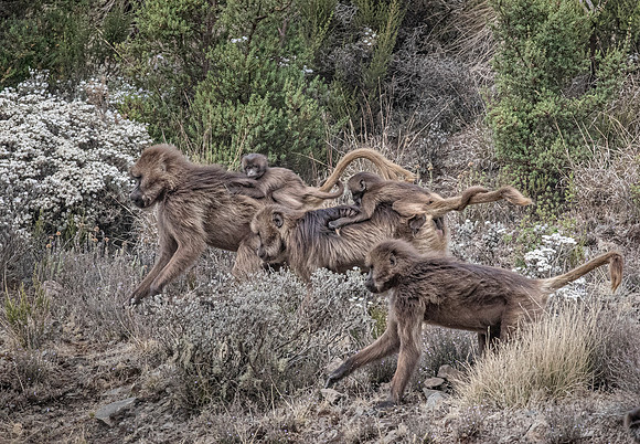 181 Geladas (Theropithecus gelada) - Simeon Mountains NP Ethiopia