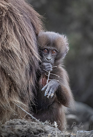 182 Gelada young (Theropithecus gelada) - Simeon Mountains NP Ethiopia