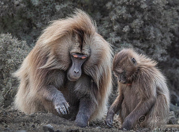 183 Geladas (Theropithecus gelada) - Simeon Mountains NP Ethiopia