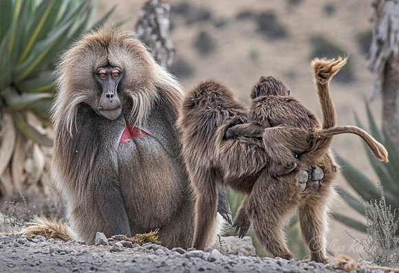 184 Geladas (Theropithecus gelada) - Simeon Mountains NP Ethiopia