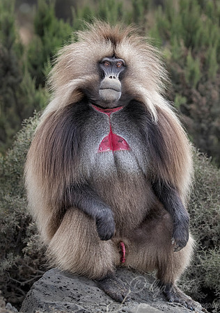 185 Gelada (Theropithecus gelada) - Simeon Mountains NP Ethiopia