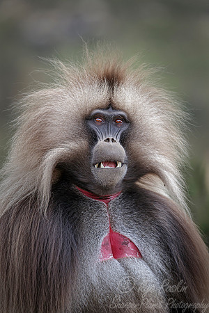 186 Gelada (Theropithecus gelada) - Simeon Mountains NP Ethiopia