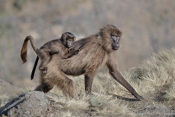 187 Geladas (Theropithecus gelada) - Simeon Mountains NP Ethiopia