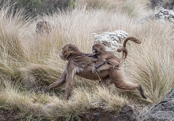 188 Geladas mother and baby (Theropithecus gelada) - Simeon Mountains NP Ethiopia
