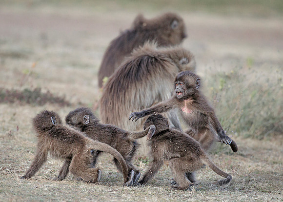 189 Geladas young (Theropithecus gelada) - Simeon Mountains NP Ethiopia