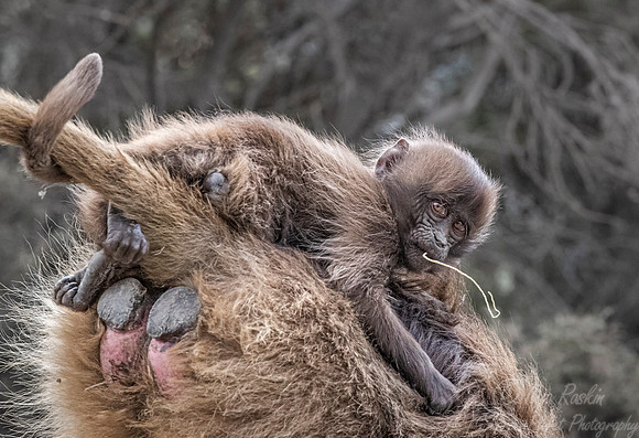 190 Young gelada riding its mom (Theropithecus gelada) - Simeon Mountains NP Ethiopia