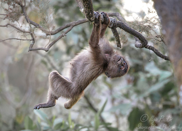 191 Young gelada (Theropithecus gelada) - Simeon Mountains NP Ethiopia